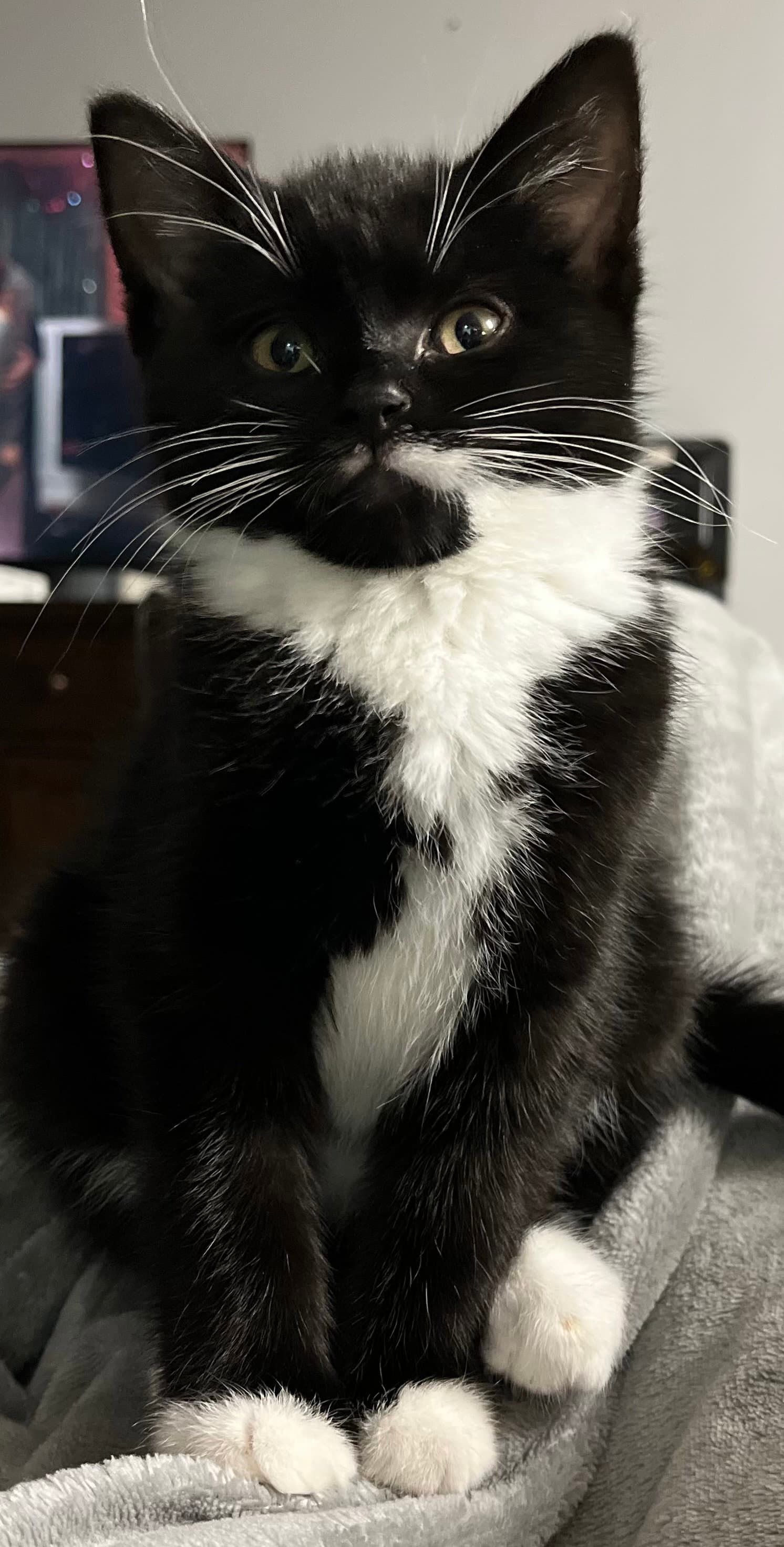 Tobias Stanton - must adopt with Violet