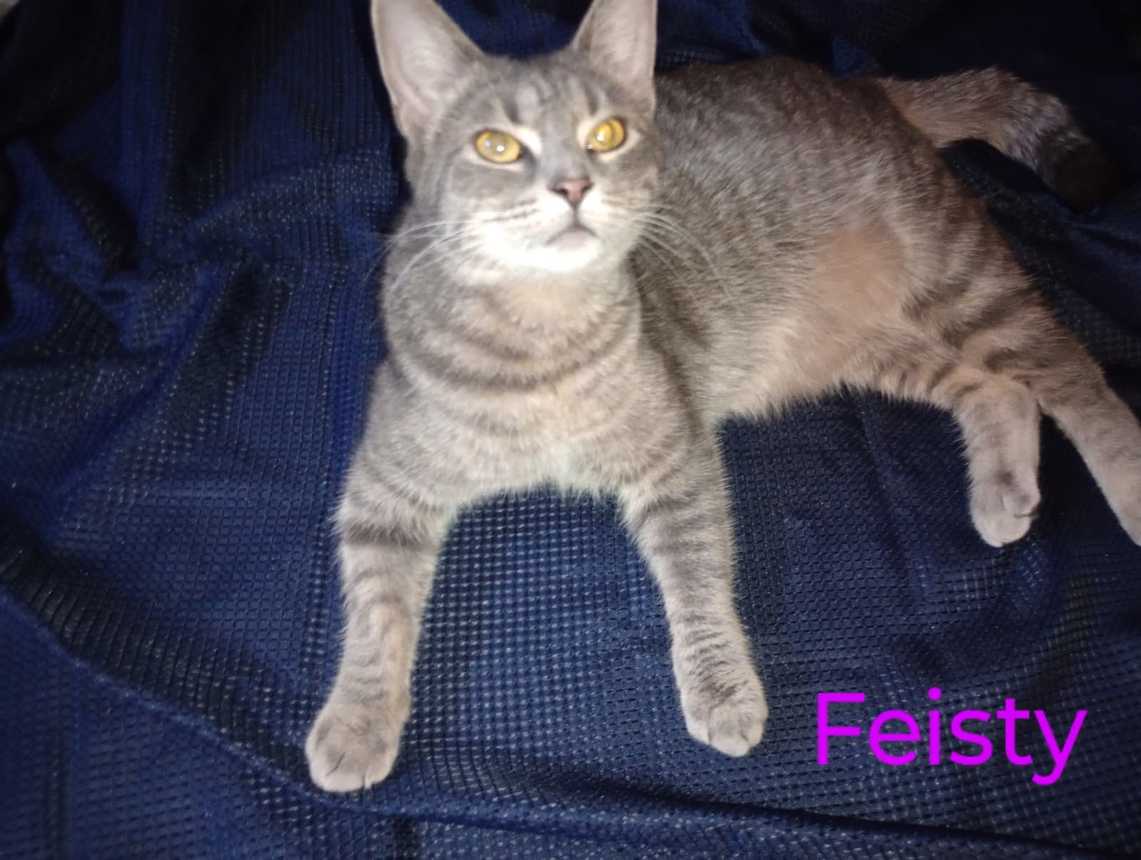 zz "Feisty" courtesy post
