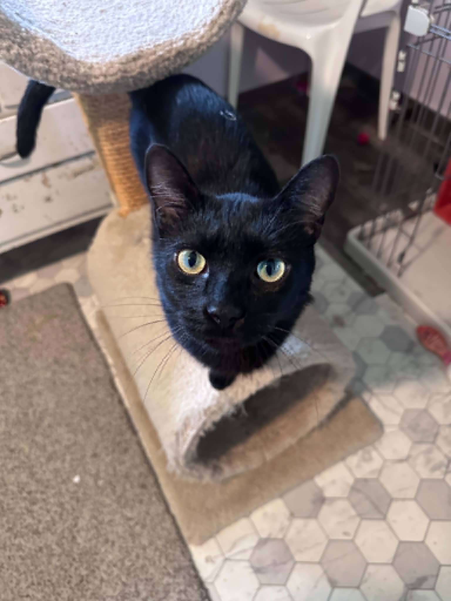 Leroy Lap Cat Cuddler!