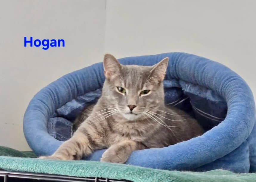 Hogan