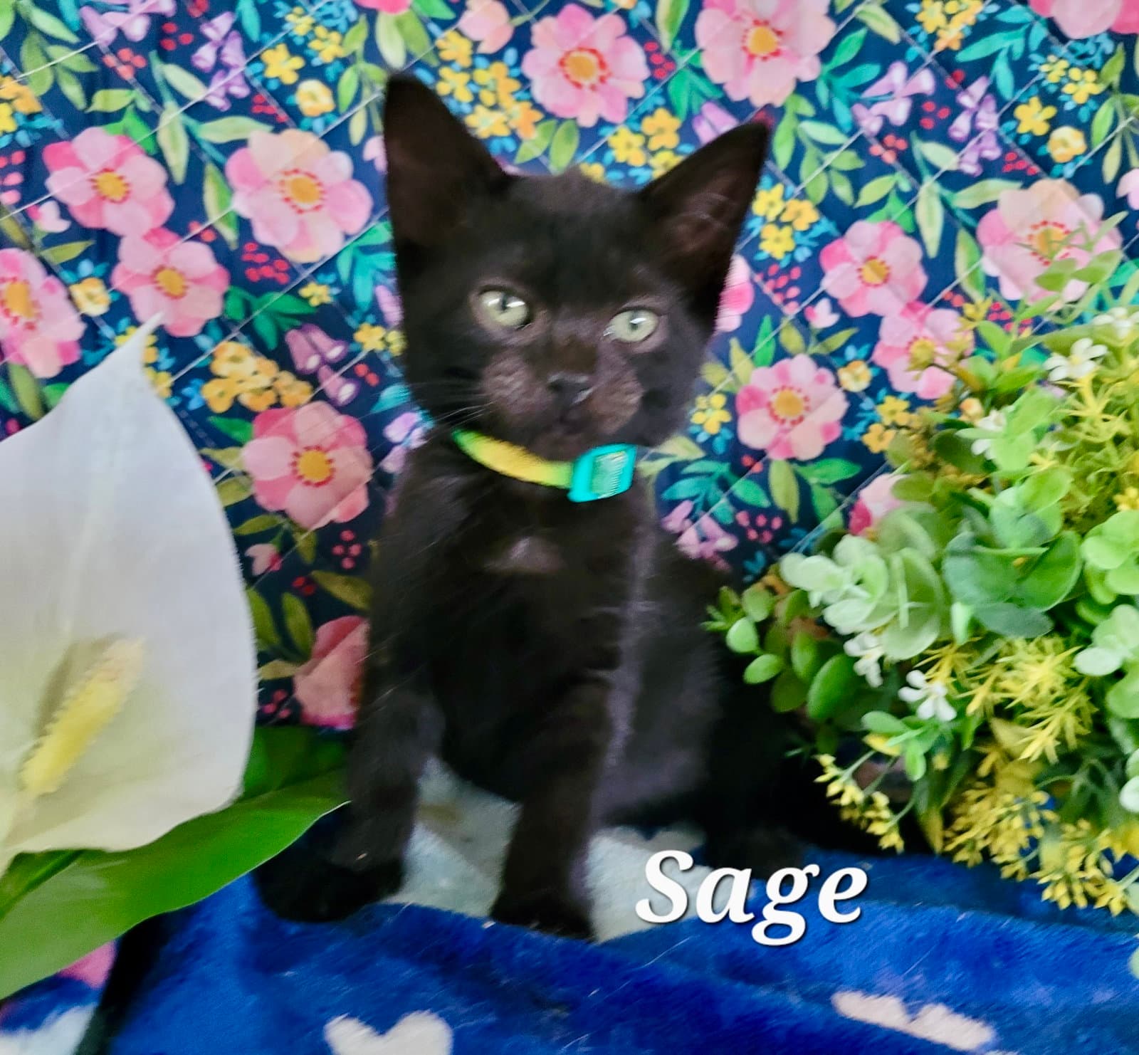 Sage