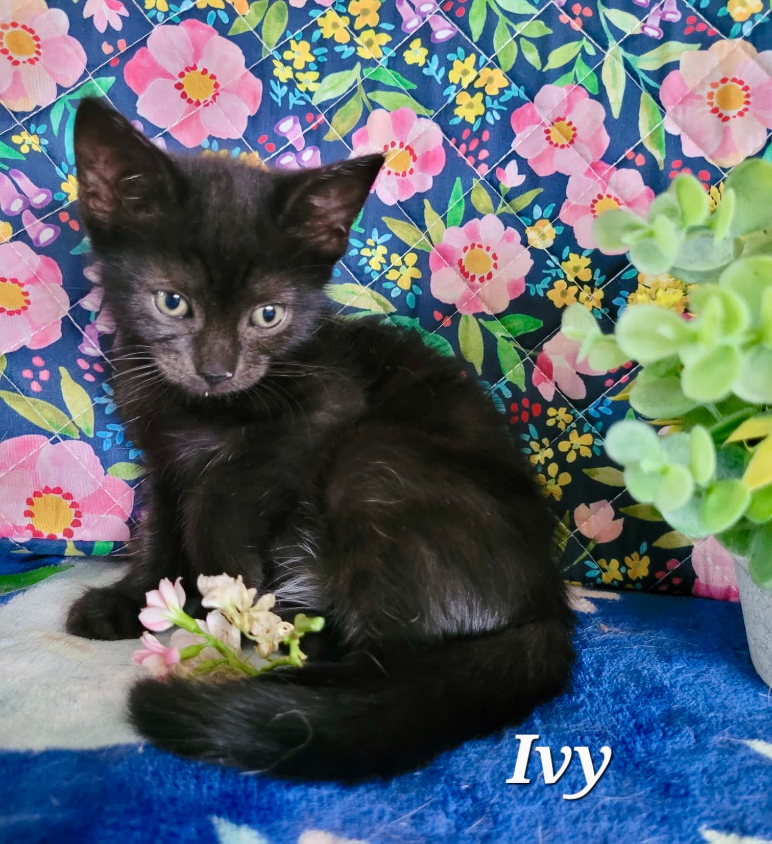 Ivy