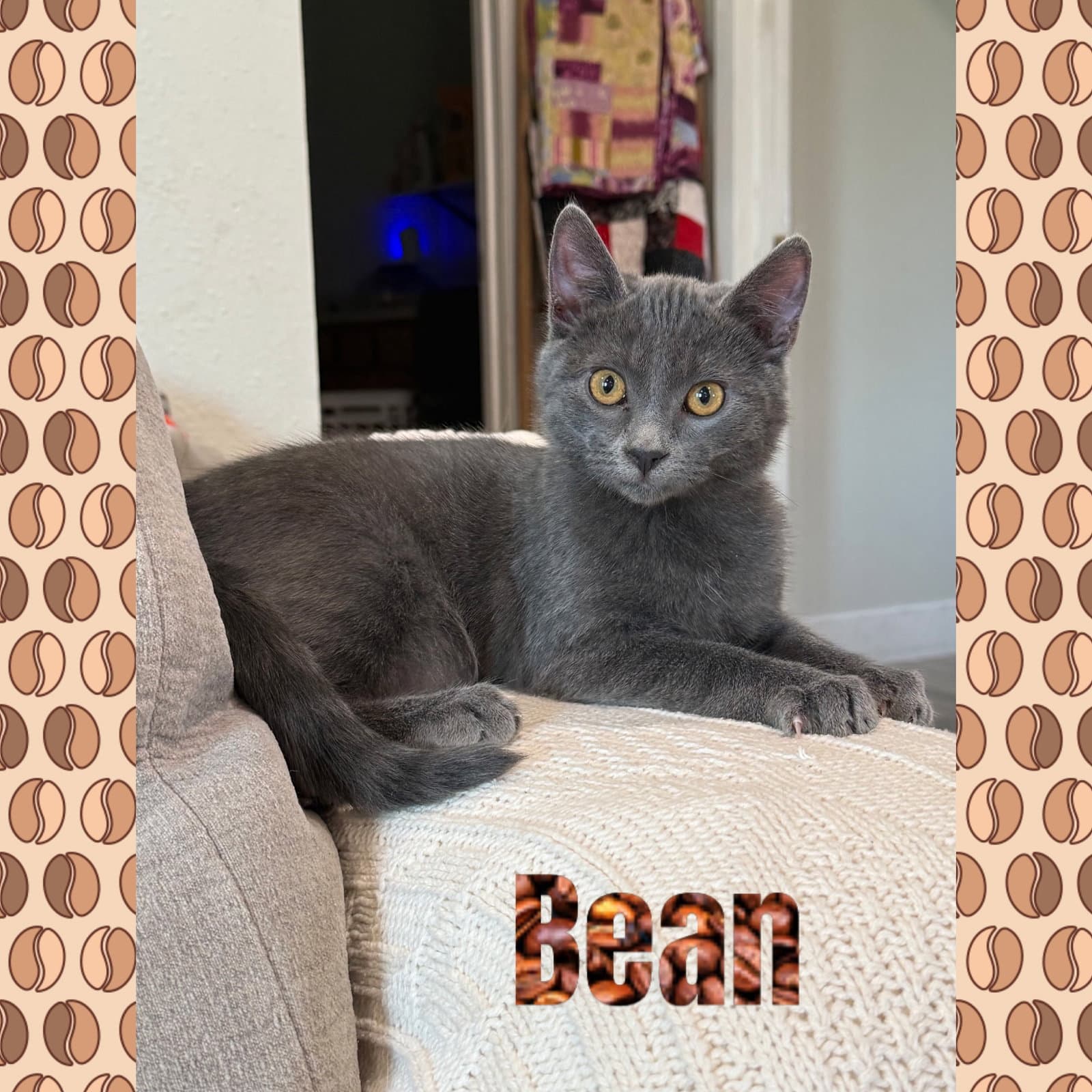 Bean