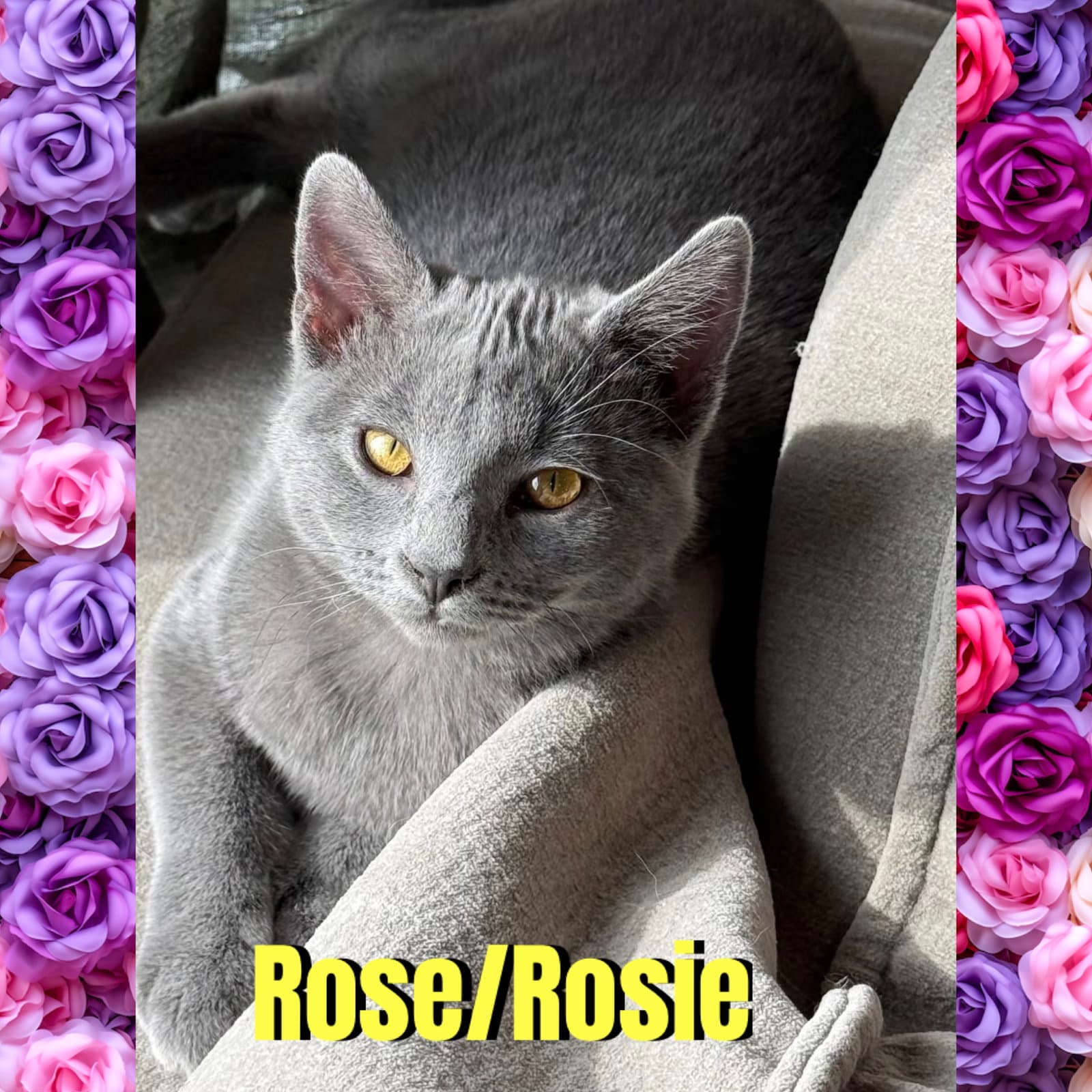 Rose/Rosie