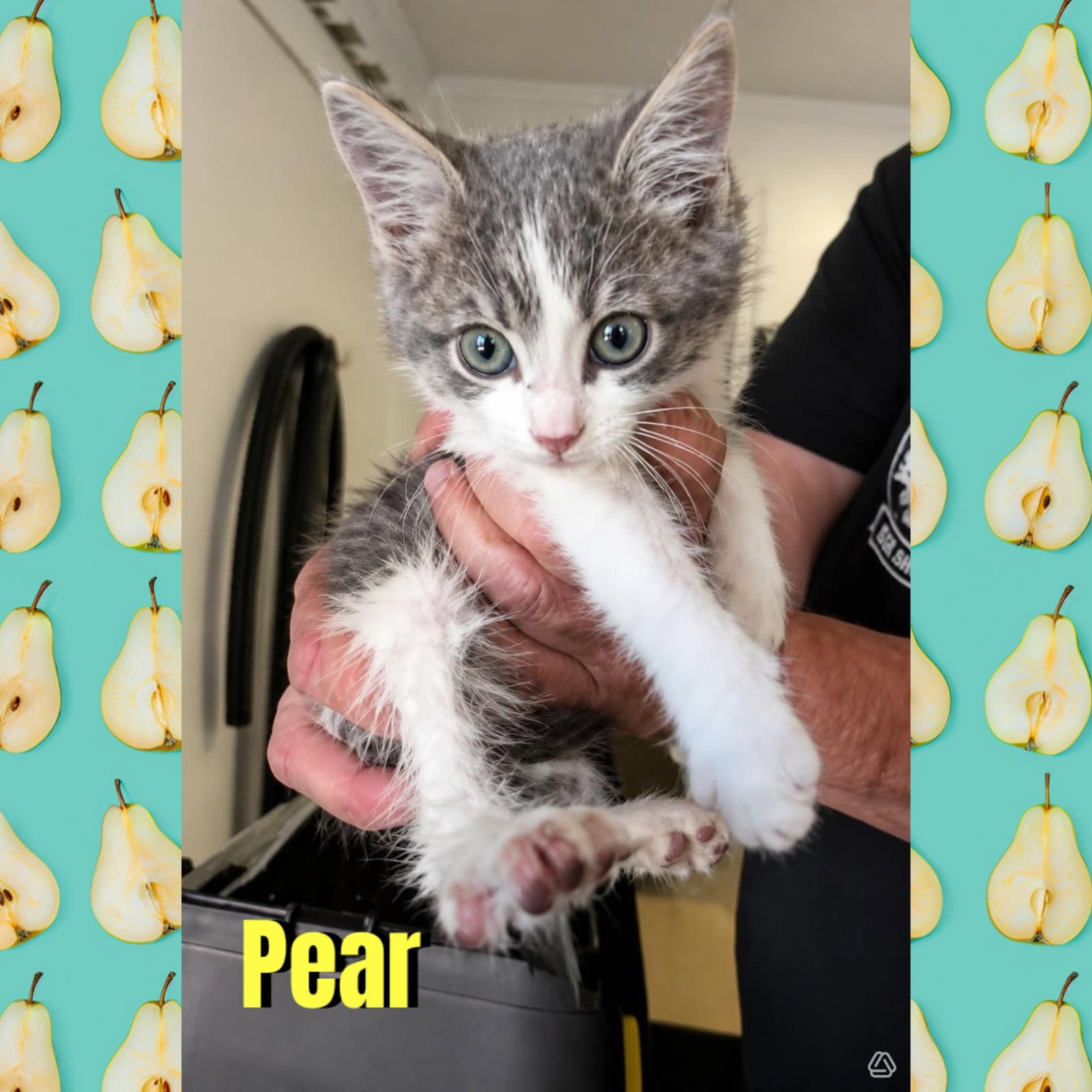 Pear