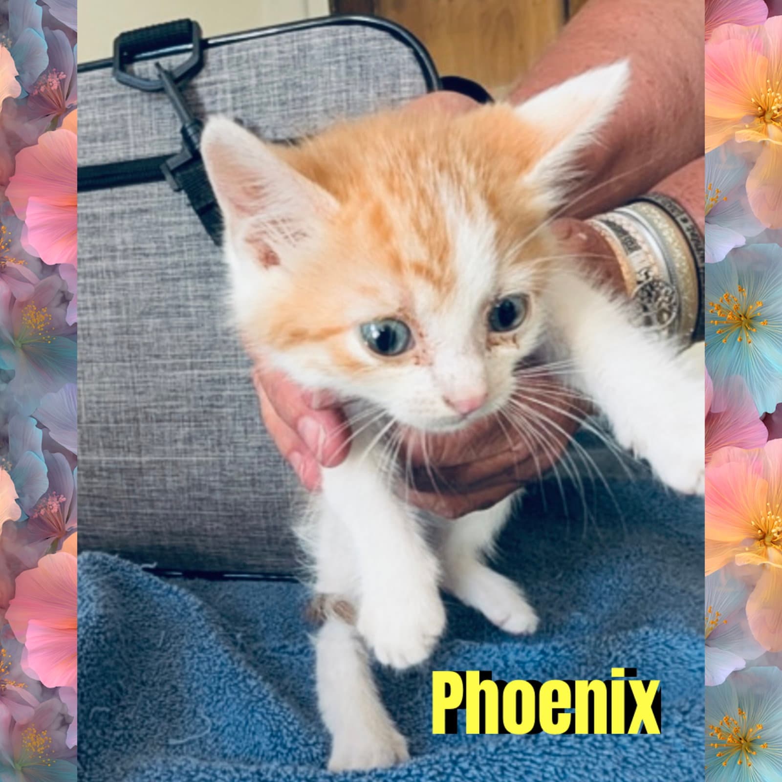 Phoenix