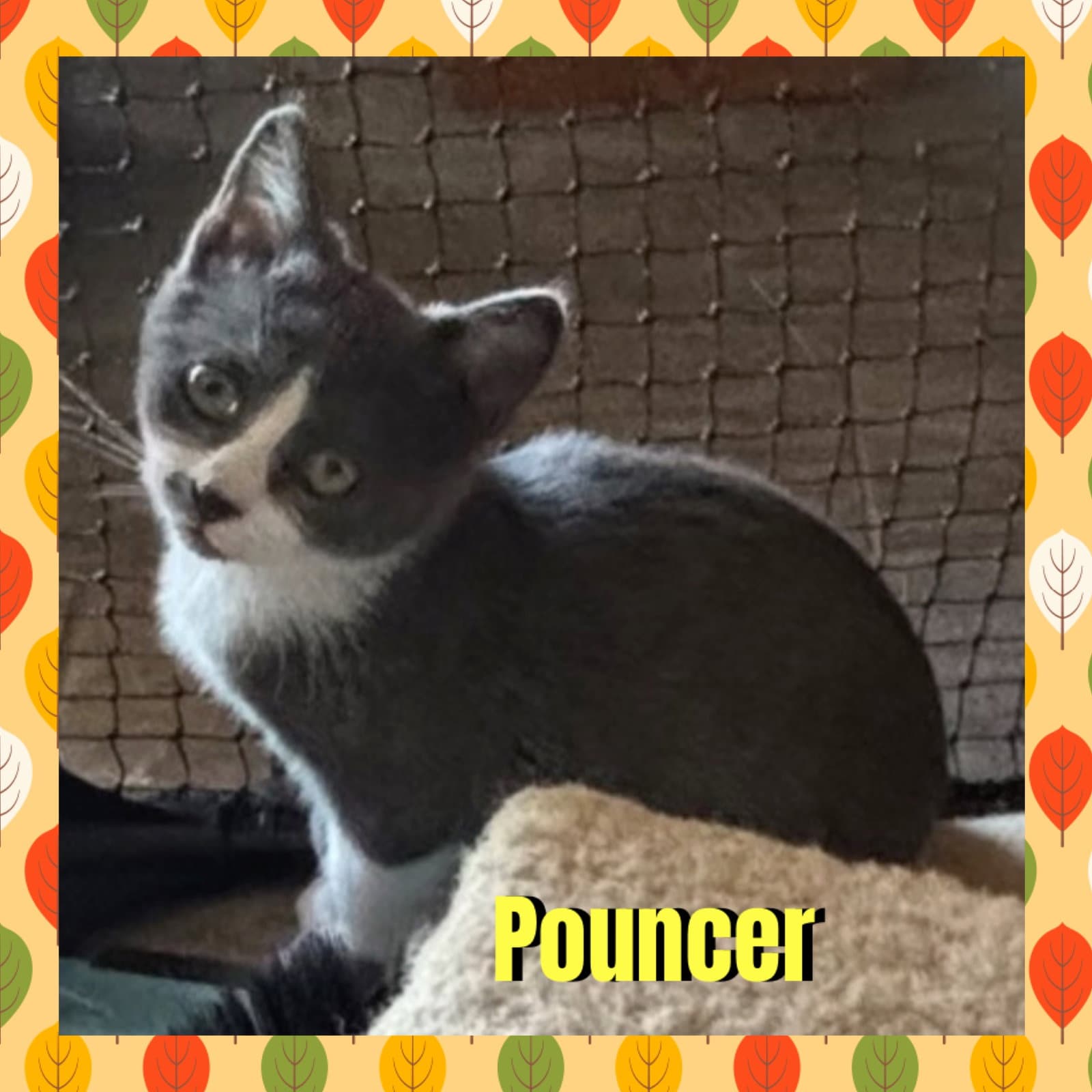 Pouncer
