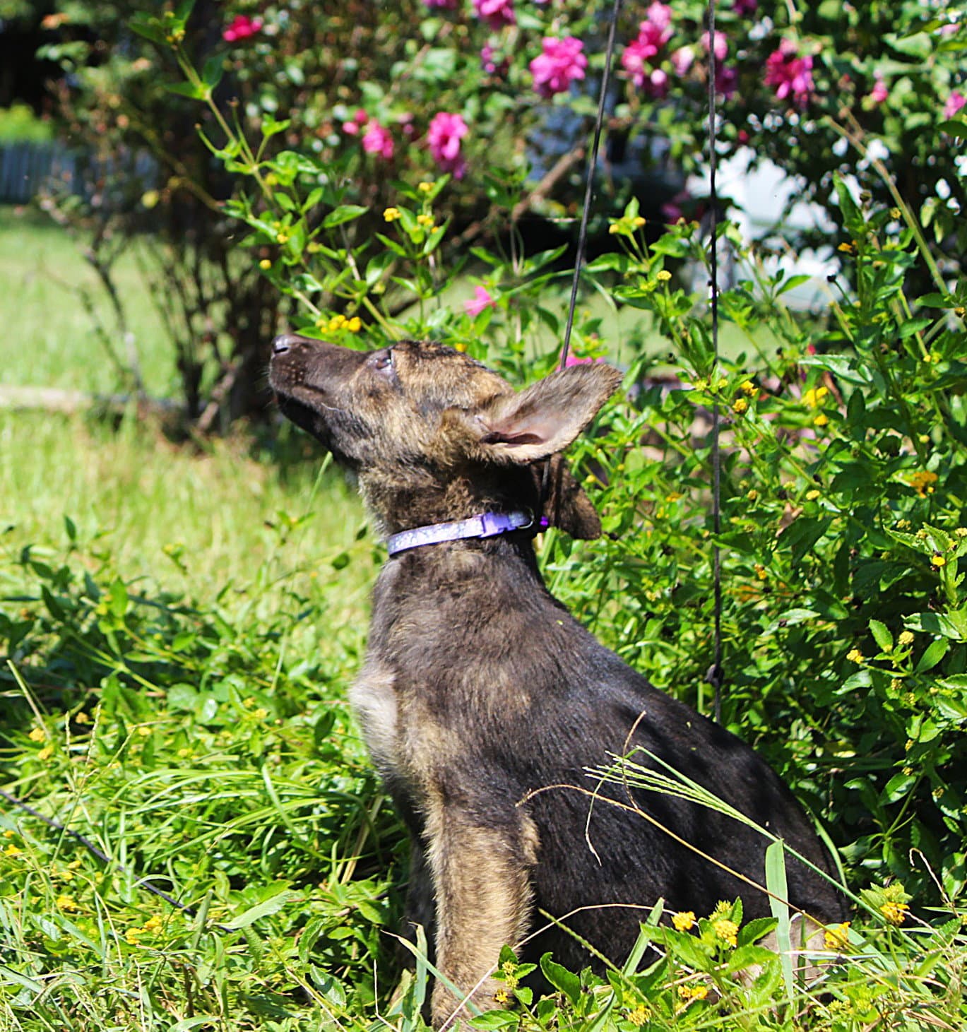 Naya-10/12wks Spay Contract
