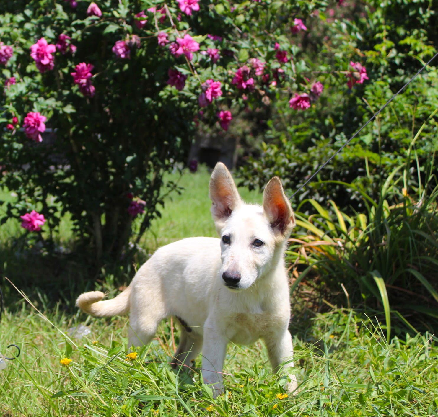 Koda-12/16 wks-Spay Contract Required $425