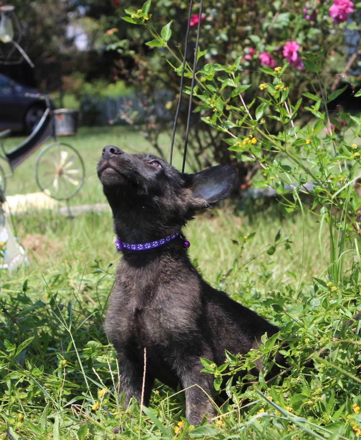 Zane 10/12wks Neuter Contract Required $425