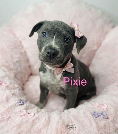Pixie