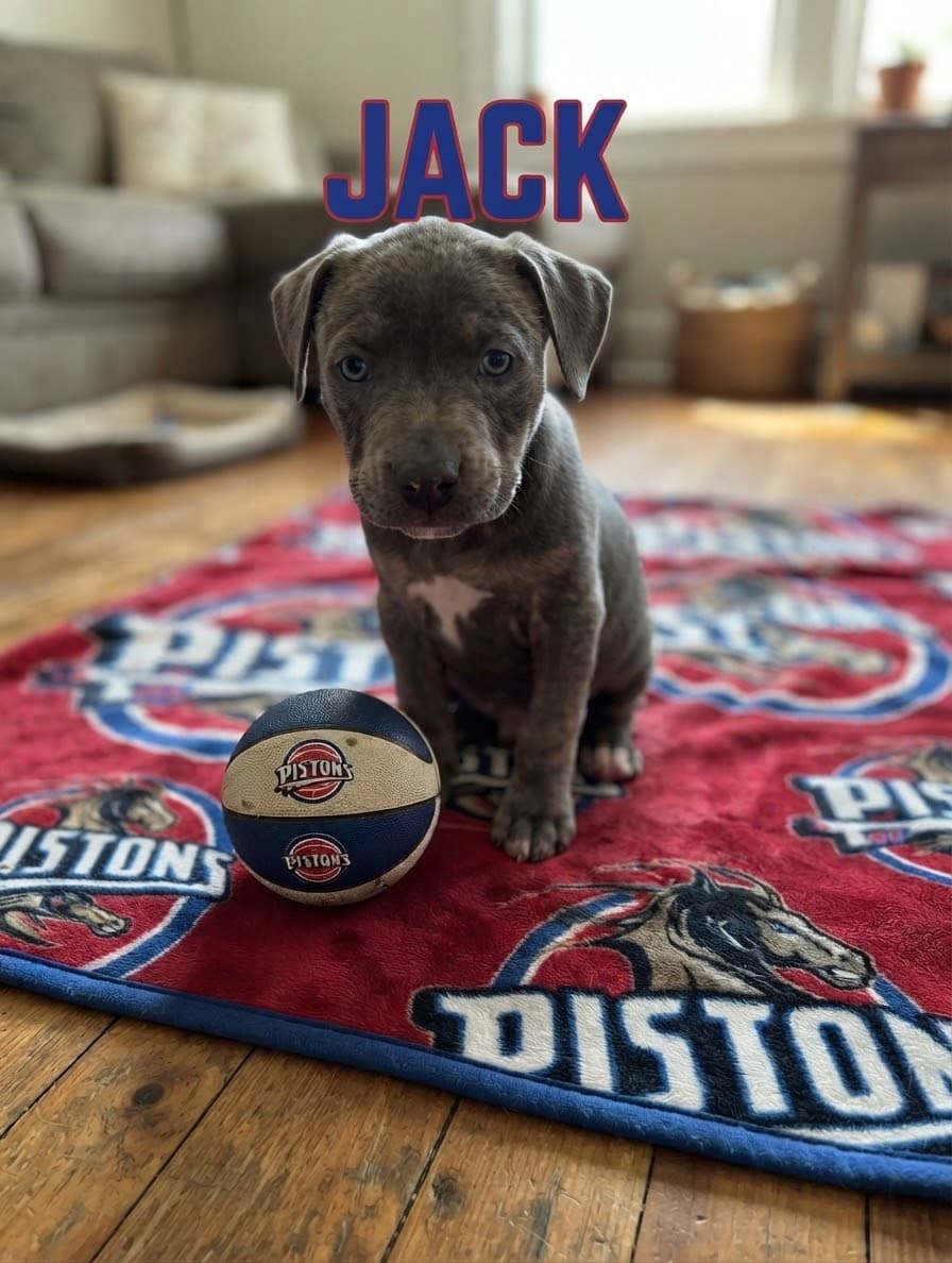Jack
