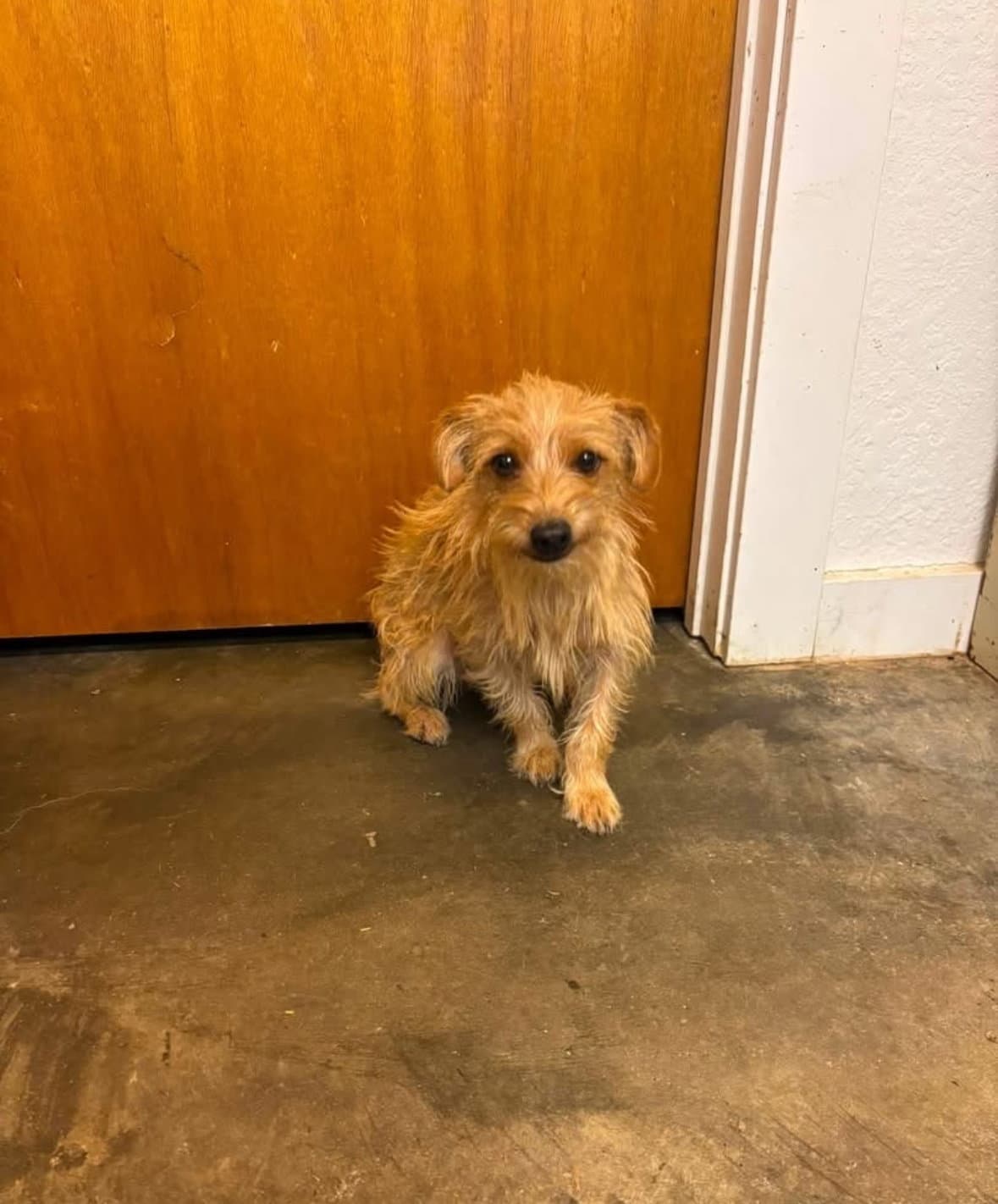 Willy - ADOPTION IN PROCESS