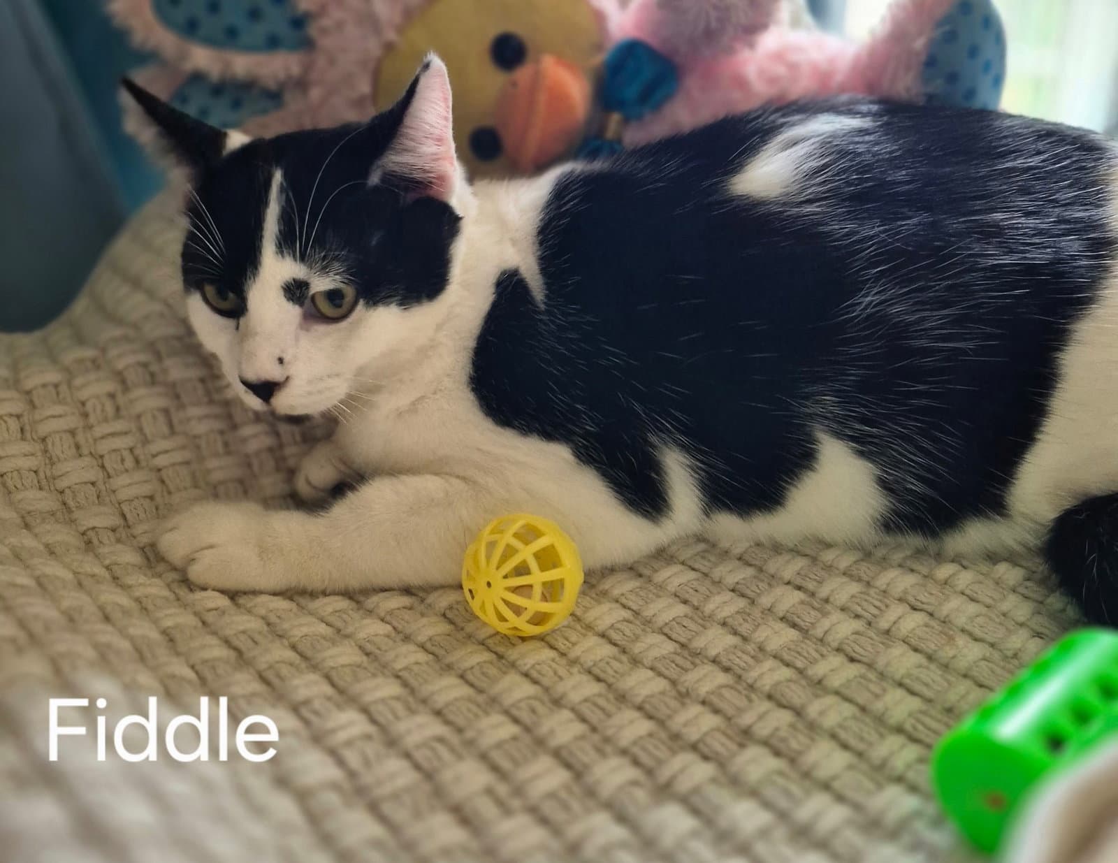 Fiddle the Handsome Boy