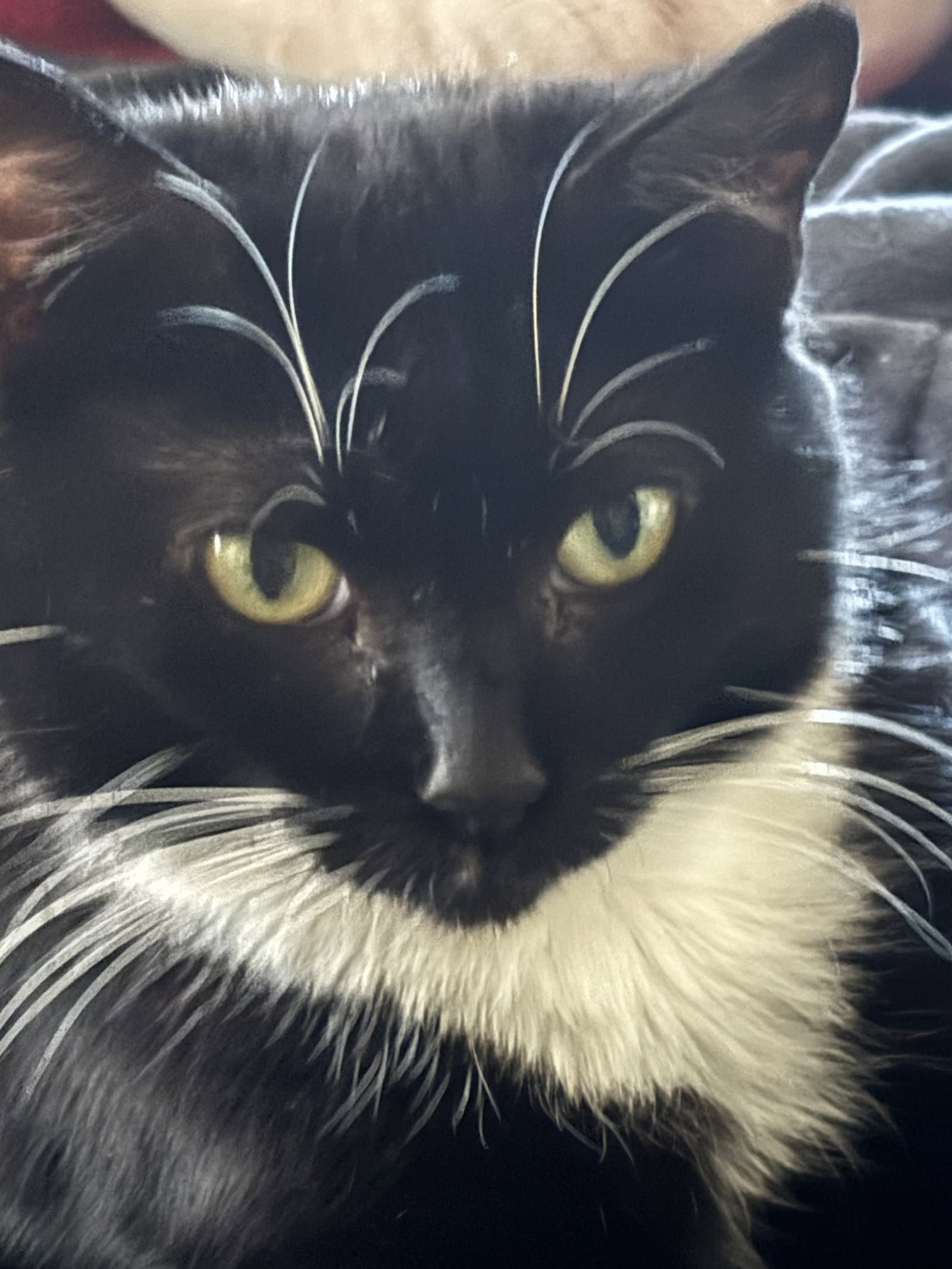 Whiskers