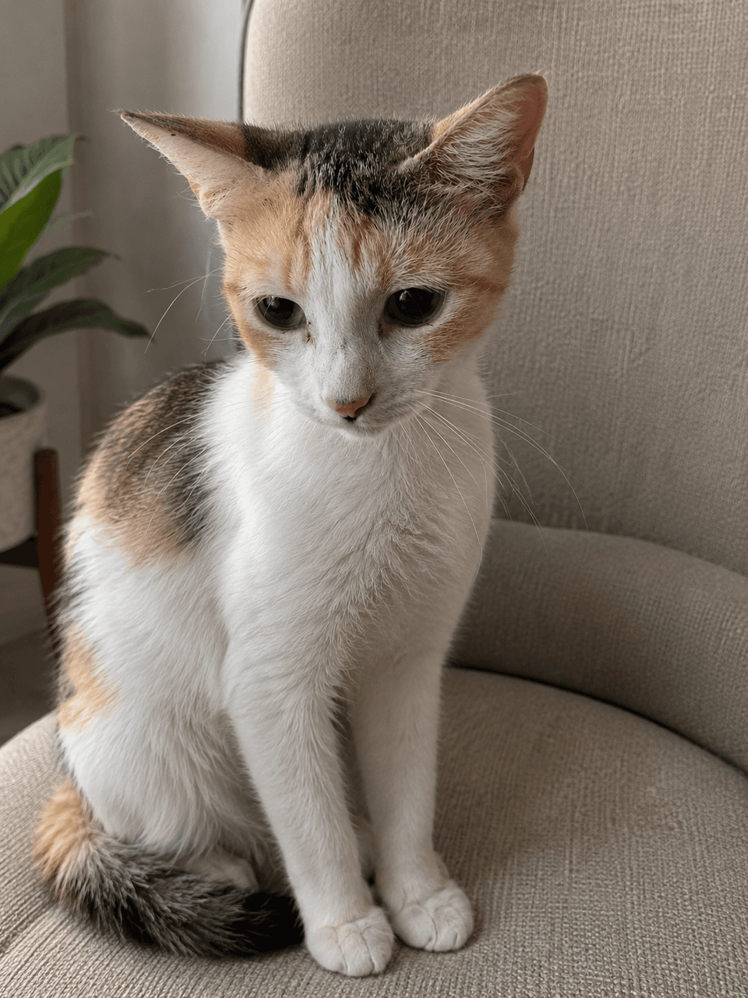 Cecelia