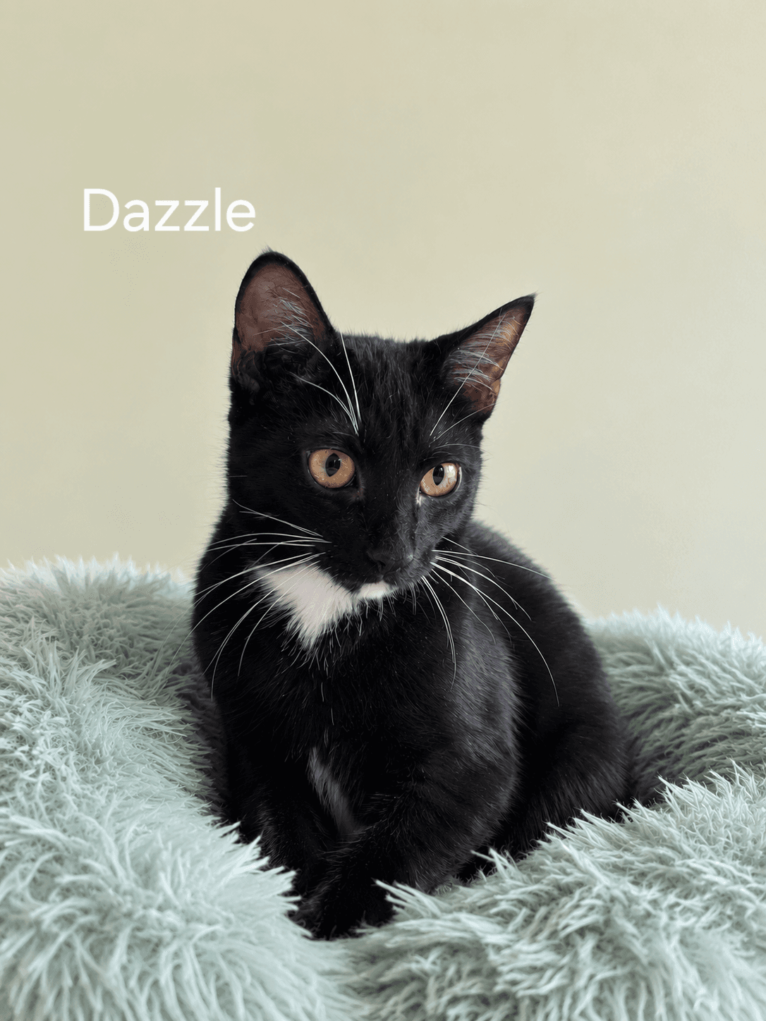 Dazzel