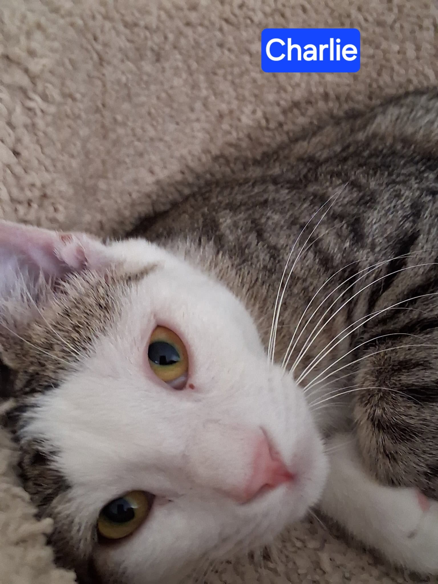 Charlie the Handsome Tabby