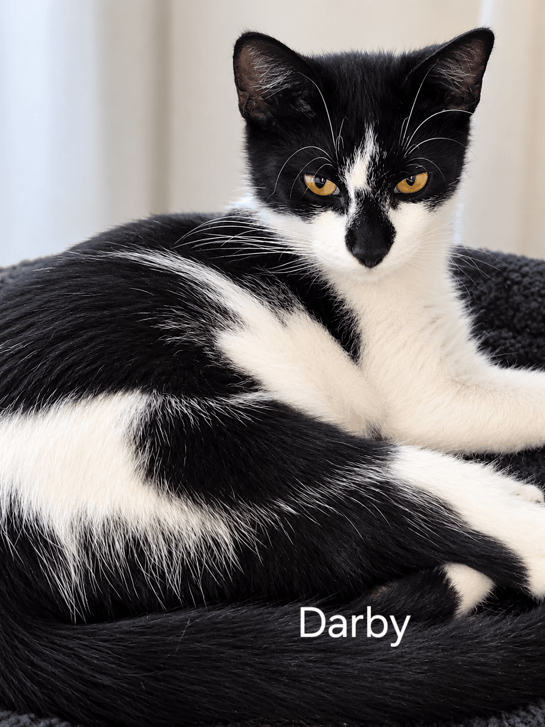 Darby