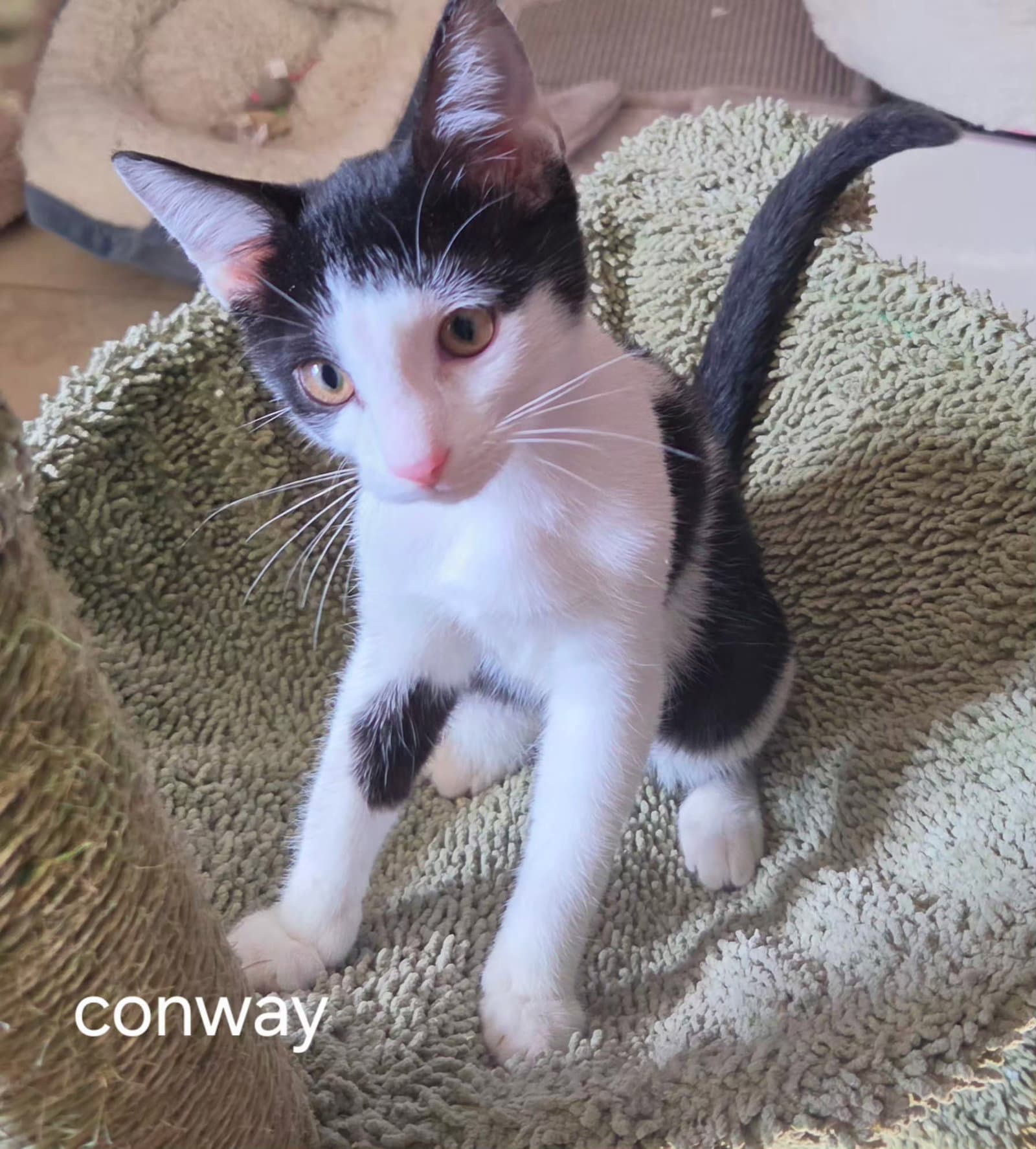 Conway