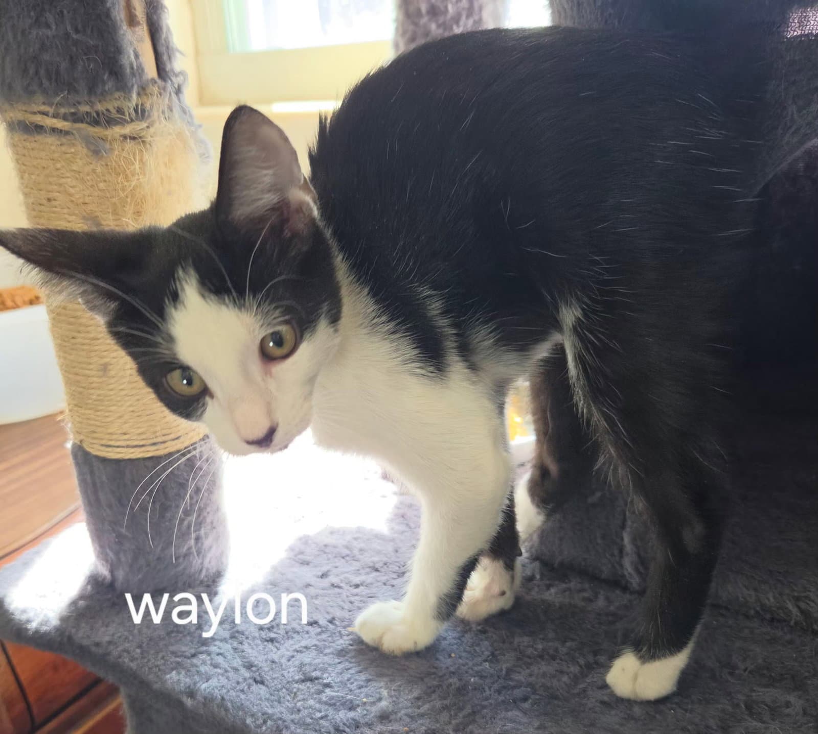Waylon