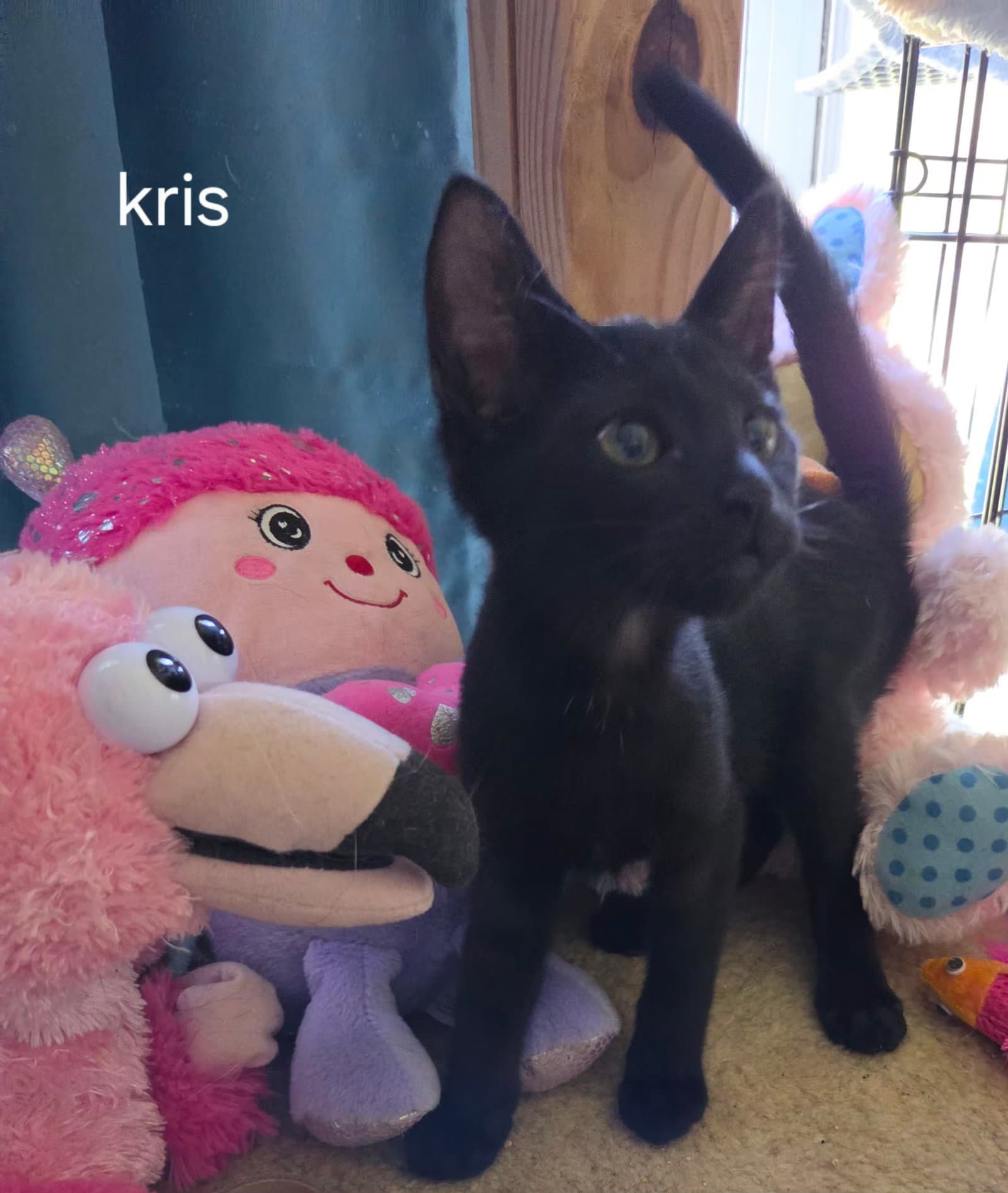 Kris