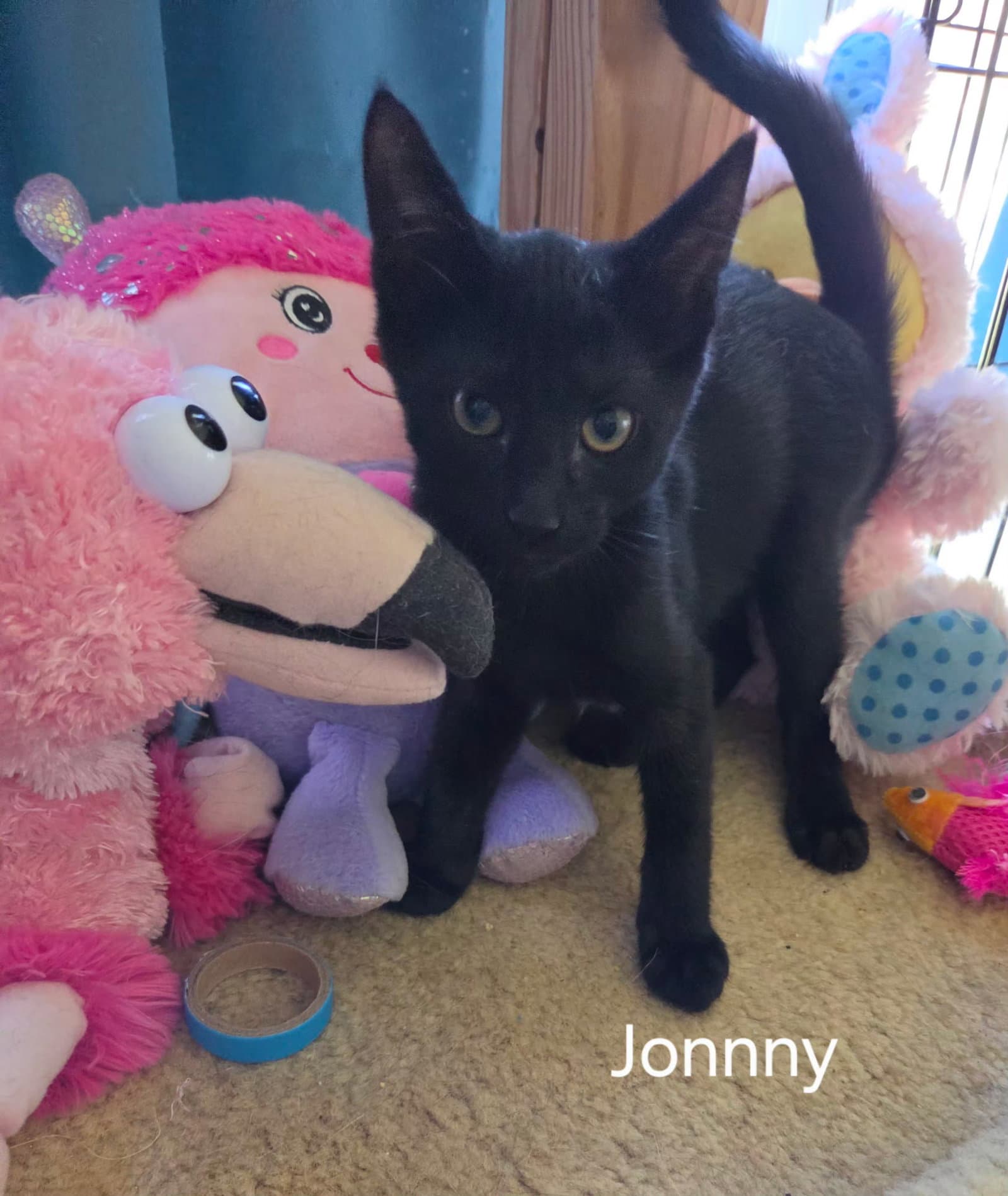 Johnny