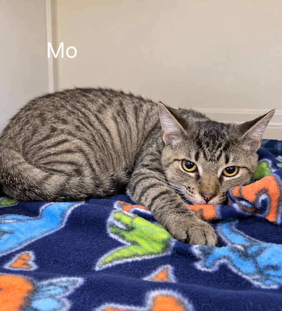 Mo