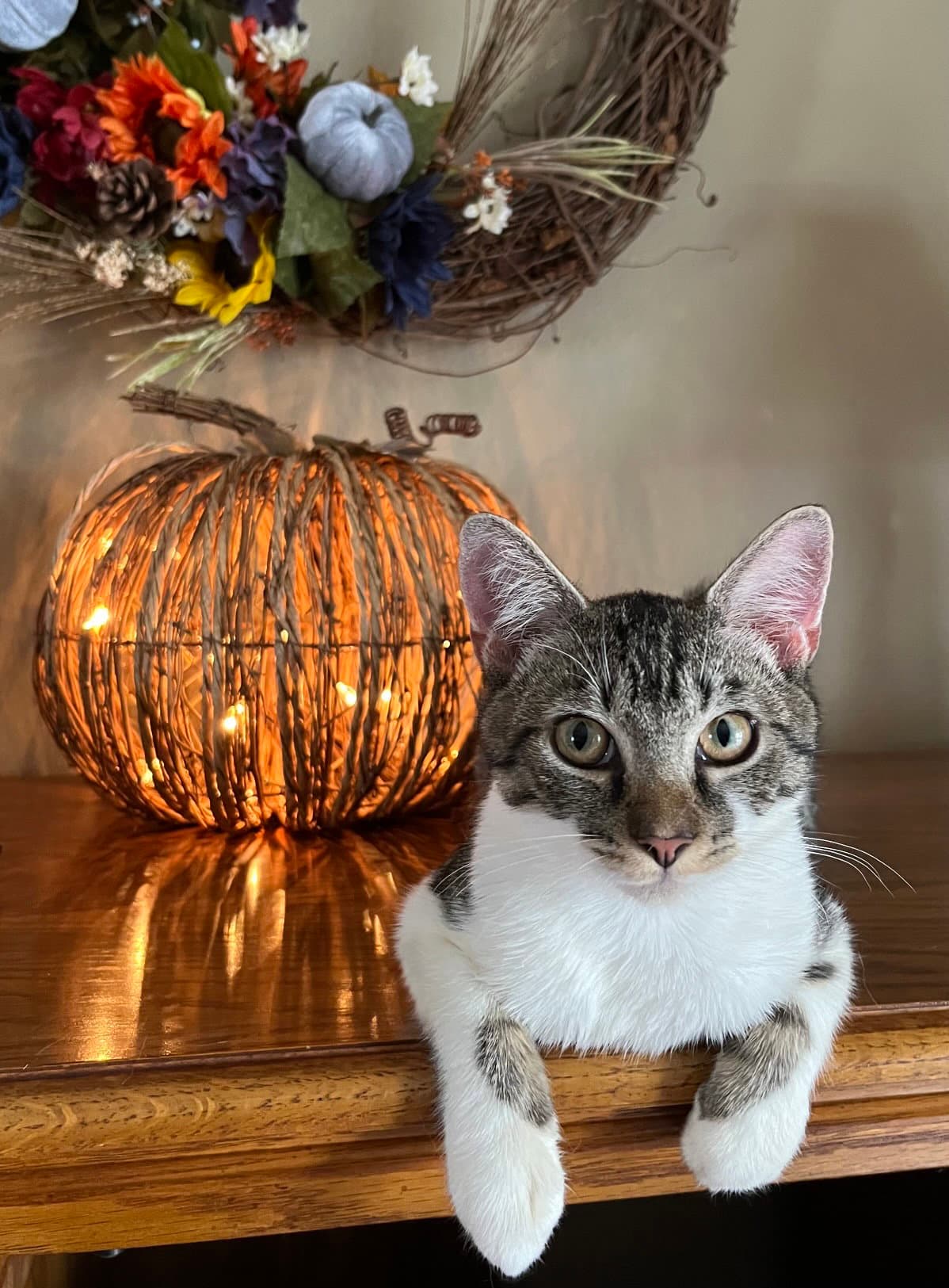 Banjo