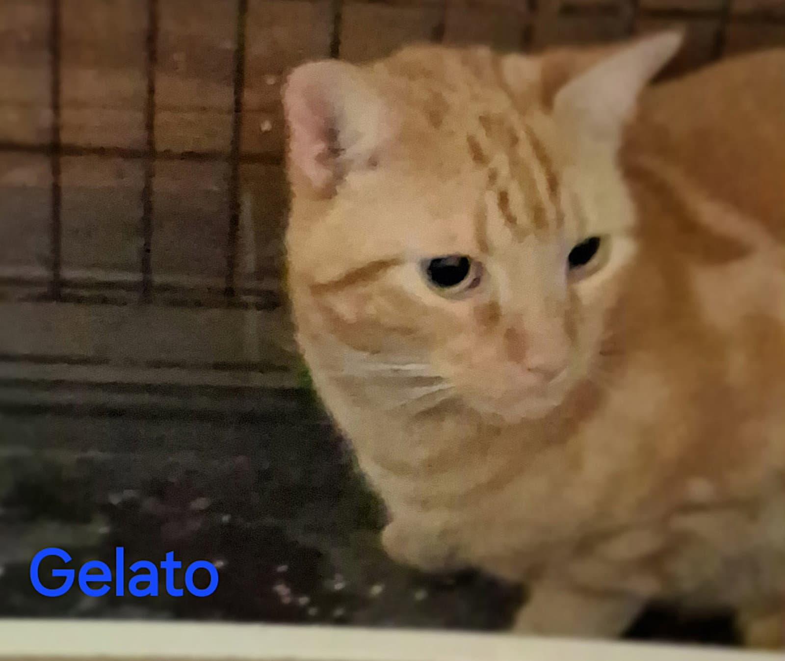 Gelato