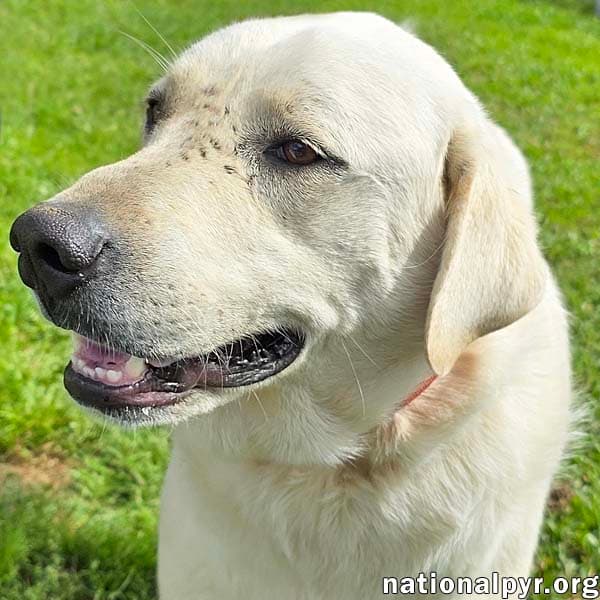 Hudson in LA - Loves Back Scratches!