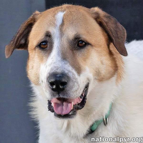 Buster in CT - Energetic Love-Bug!
