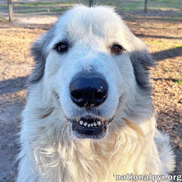 Thor in GA - Gentle & Affectionate!