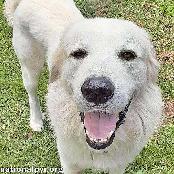 Yeti in SC - Energetic, Playful & Sweet!