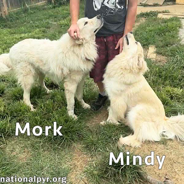 Mork & Mindy in IN - Super Affectionate Duo!