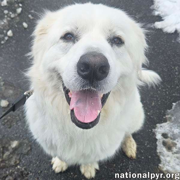 Gus in NJ - Devoted Guardian Angel!
