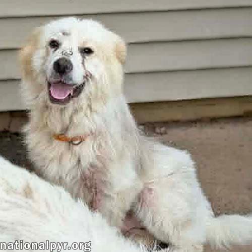 Parker in OH - Happy Boy Who Loves EVERYONE!