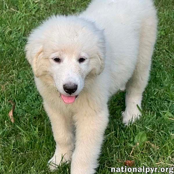 Marshmallow in OH - Loves To Play In The Water!