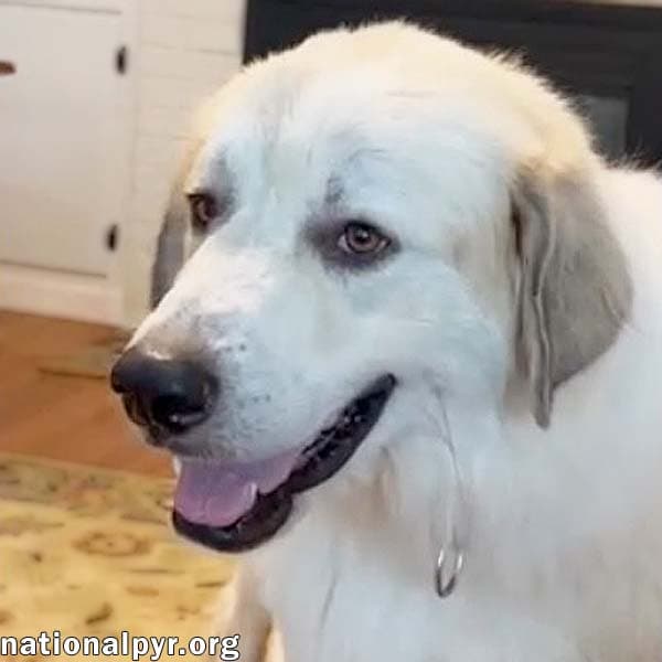 Bear in SC - A Jolly, Goofy Boy!