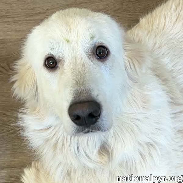 Fluffy in NC - Has The Sweetest Puppy-Dog Eyes!
