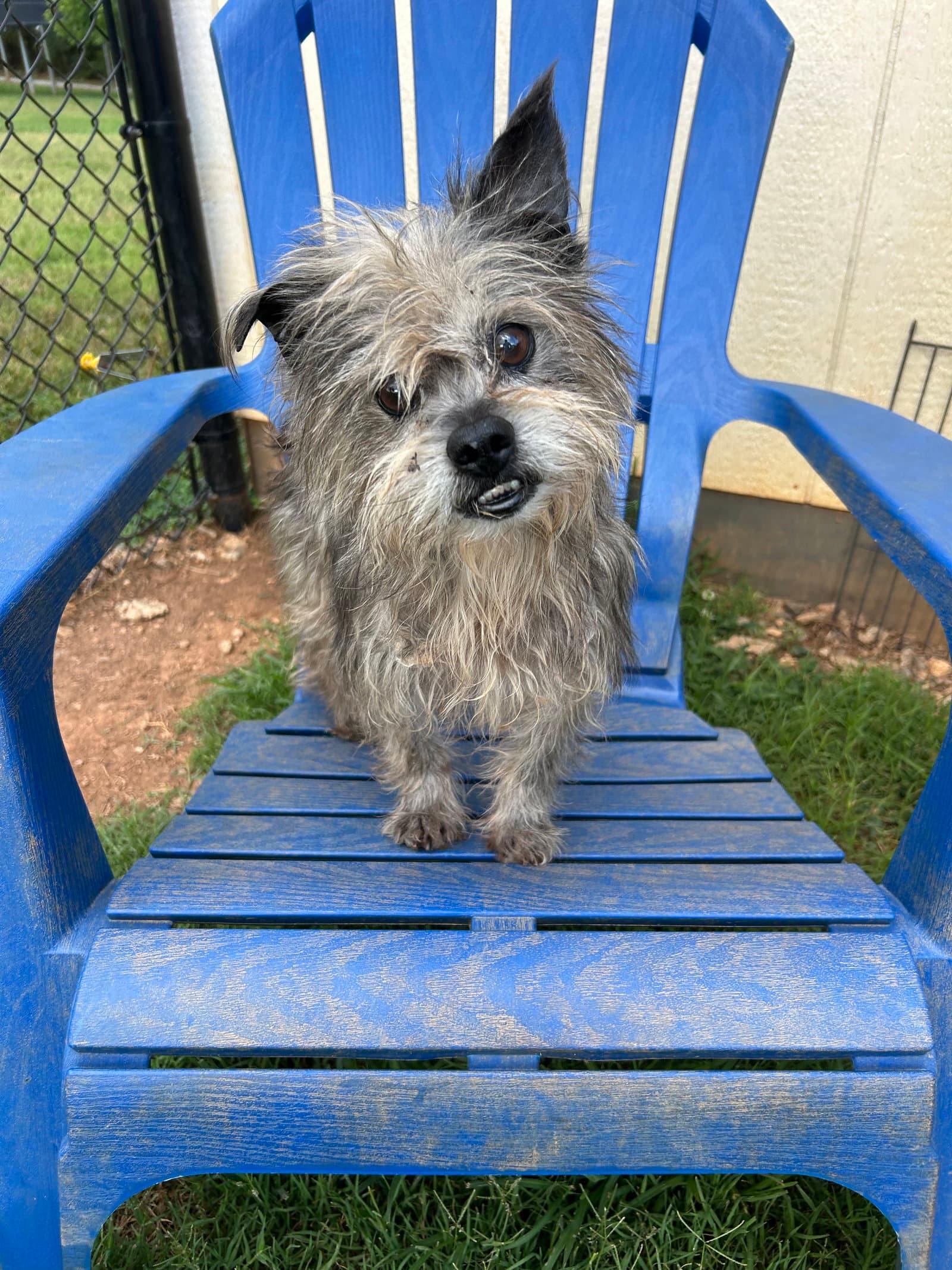 Charlie Brown May 26 - In Foster in Rocky Mt, NC