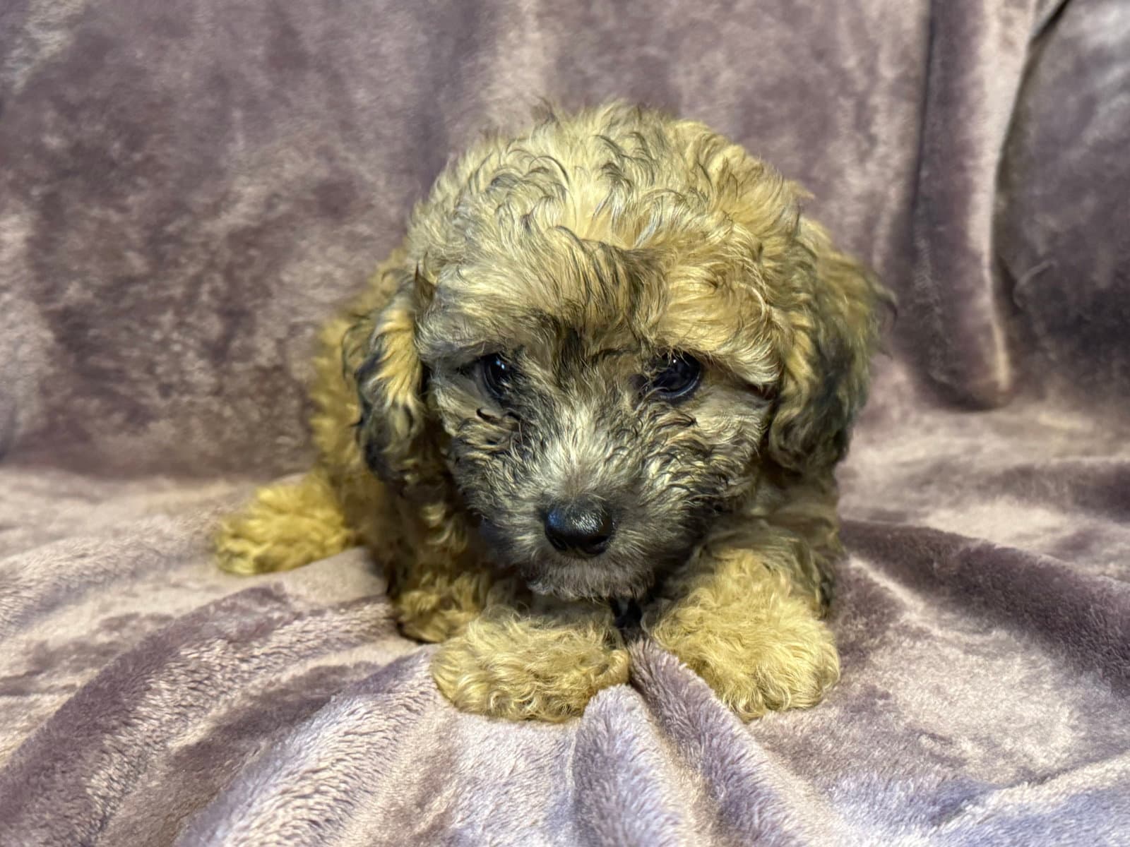 Winston - In Foster in Rocky Mount, NC