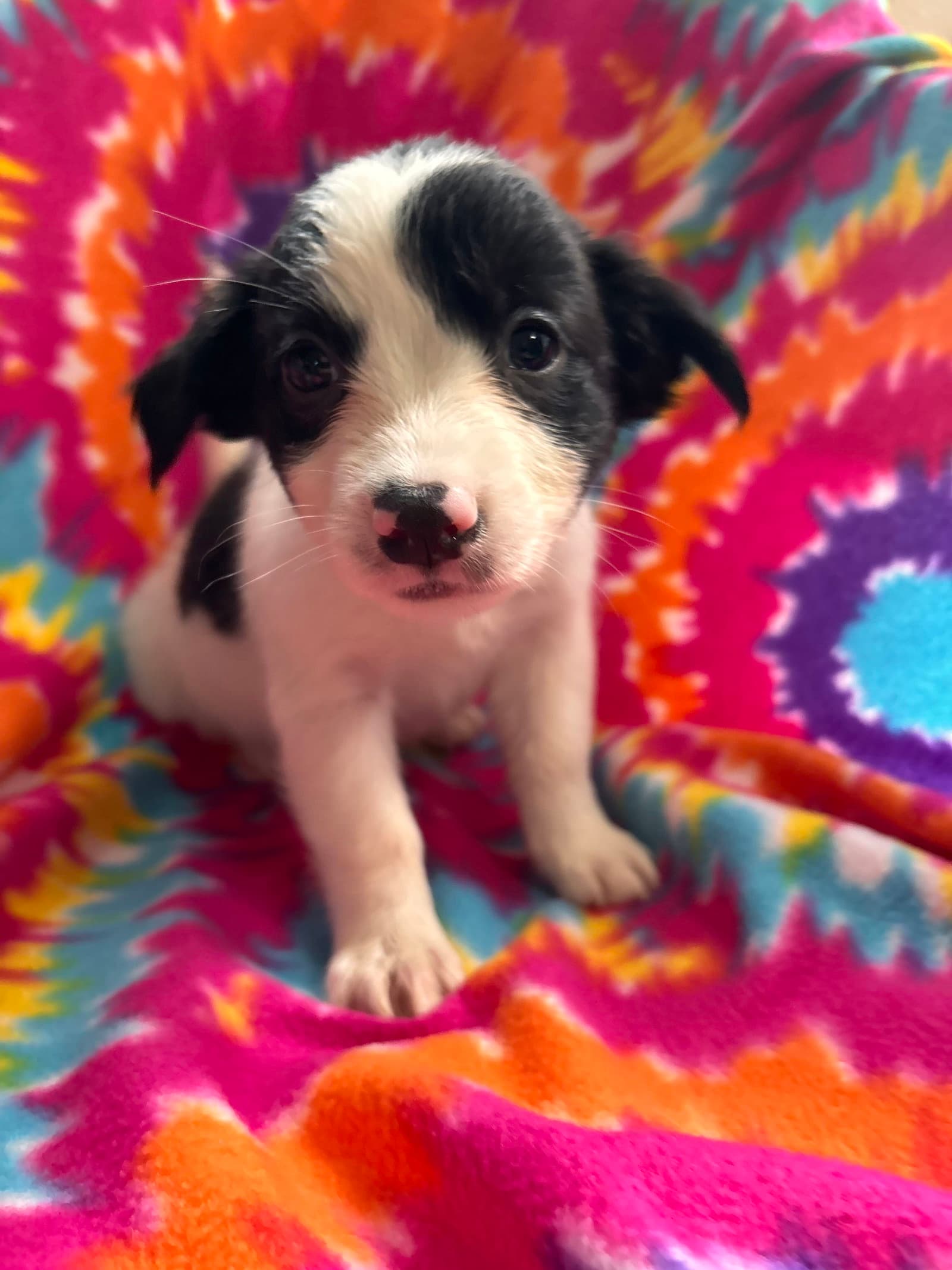 Jasmine Jul 26 - An Annie Pup