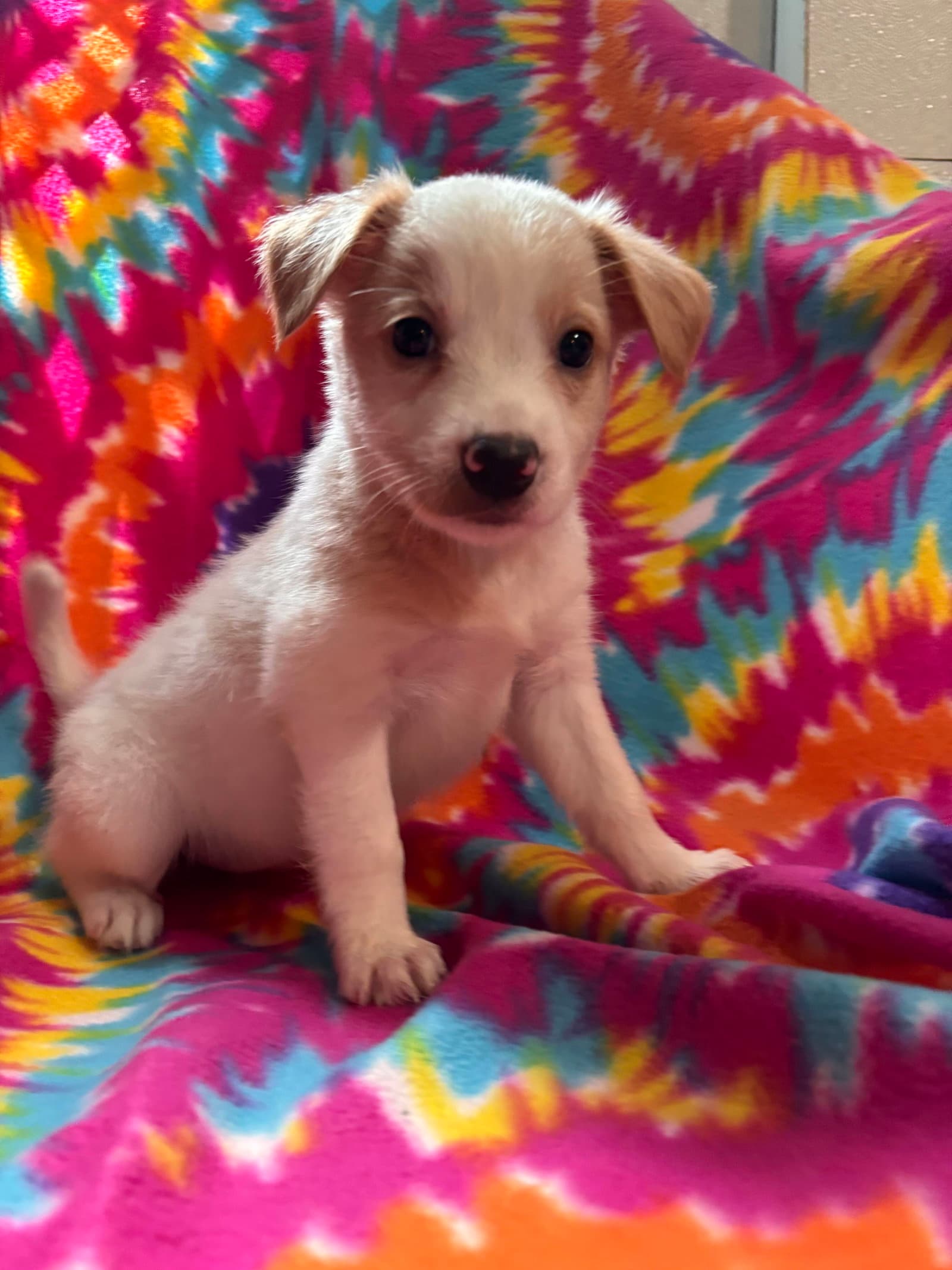 Chamomile Jul 26 - An Annie Pup