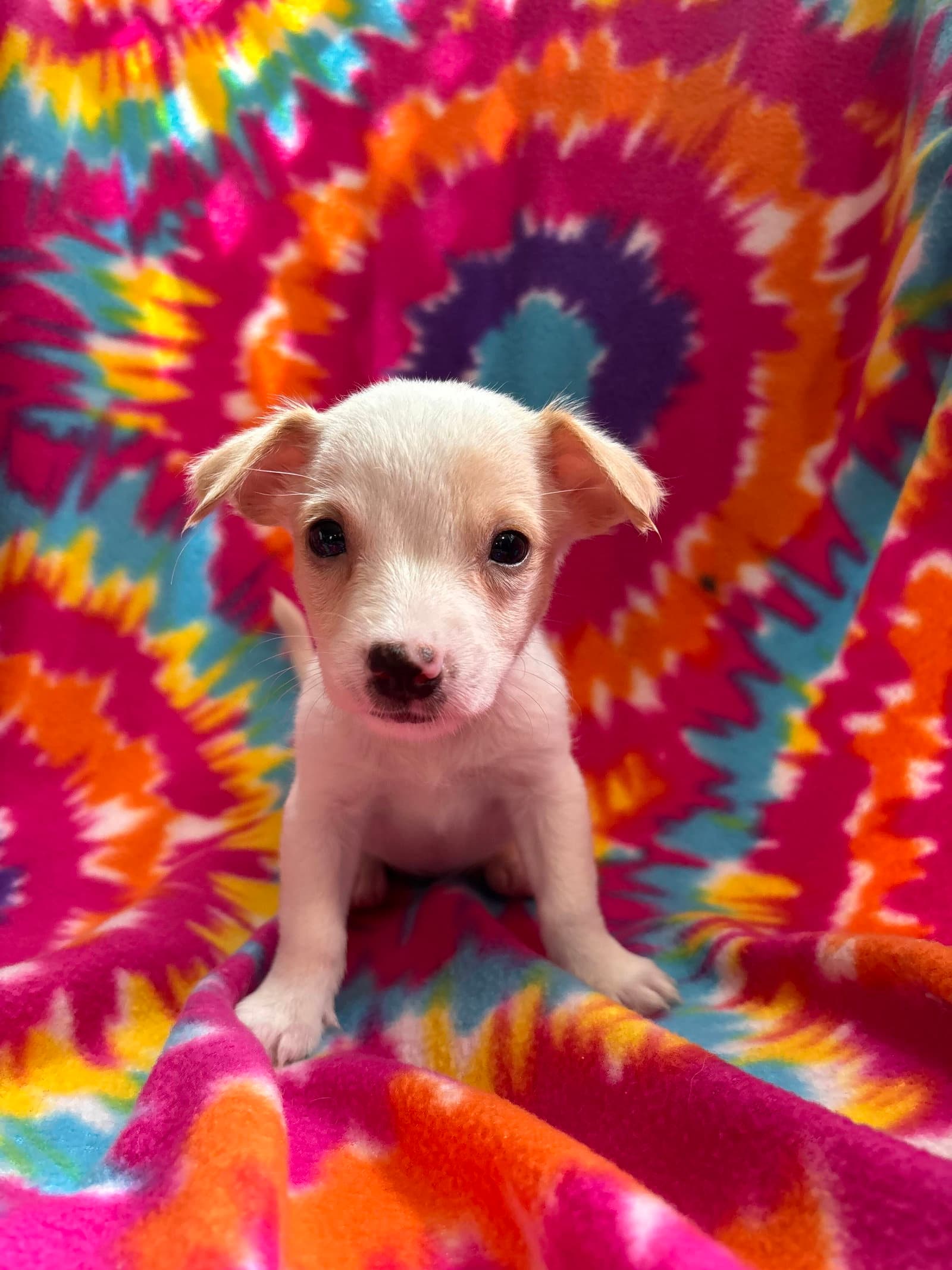 Dandelion Jul 26 - An Annie Pup