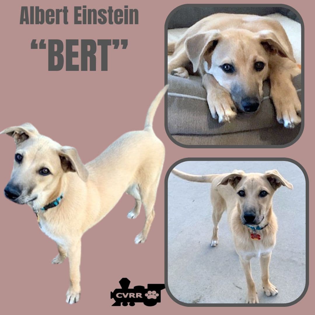 Bert