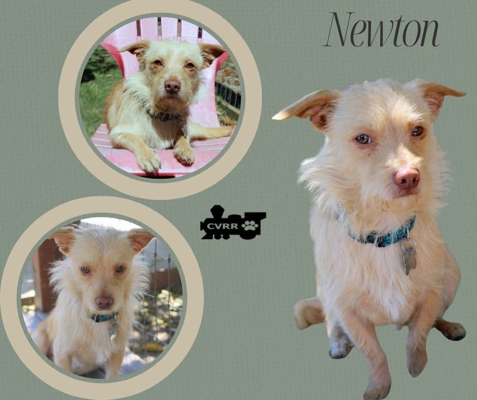 Newton