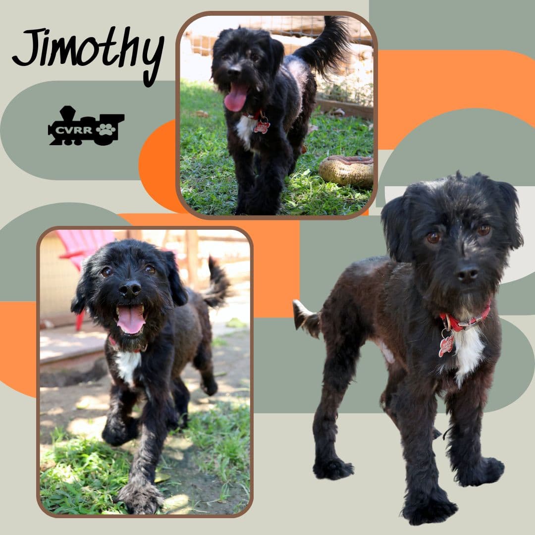 Jimothy