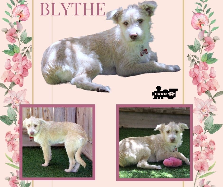 Blythe