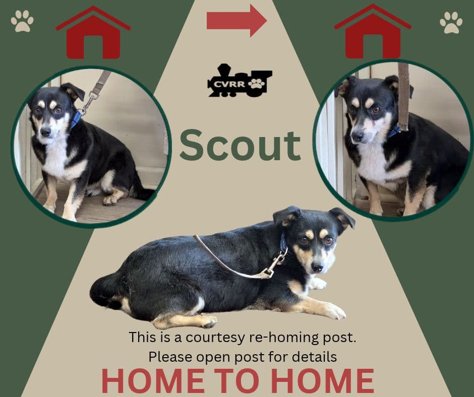 Scout (Home 2 Home)